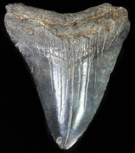 Juvenile Megalodon Tooth #61845